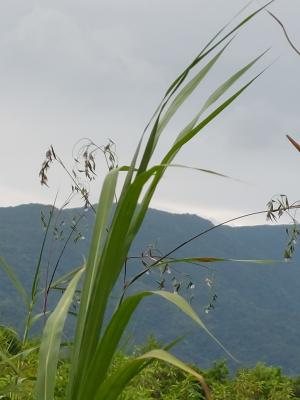<a href="https://taieol.tw/muse/digi_object/ae64b75c29b6444133d82496cddcb27f" target="_blank">垂花水竹芋／By：lzx0220／iNaturalist</a>