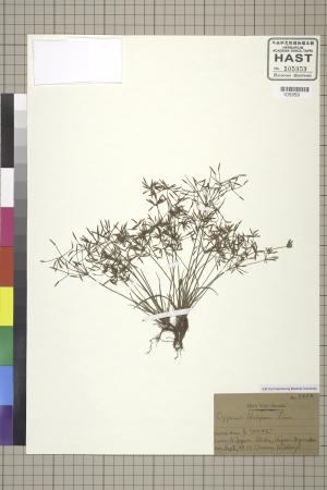 <a href="https://brmas.openmuseum.tw/muse/digi_object/8fb5ffd46d260d99e09305bcdc74cc0e" target="_blank">畦畔莎草／中央研究院生物多樣性研究博物館植物標本館 (HAST)</a>