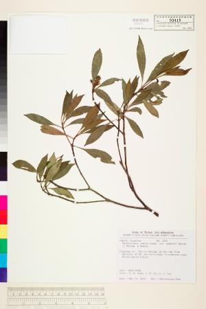 <a href="https://brmas.openmuseum.tw/muse/digi_object/8fc0bbcad9e4c2a1bef3da67fa7d9c6c" target="_blank">石斑木／中央研究院生物多樣性研究博物館植物標本館 (HAST)</a>