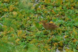 20101106 黃小鷺@花蓮怡園魚塭 12