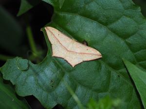 <a href="https://taieol.tw/muse/digi_object/8420bc47ef387abb0398bef4a9587ccd" target="_blank">Timandra convectaria／By：max822／iNaturalist</a>