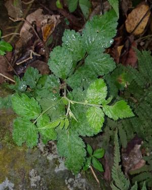<a href="https://taieol.tw/muse/digi_object/522e6f4684c0eb3fbb79929a507ec732" target="_blank">刺莓／By：dayacat／iNaturalist</a>