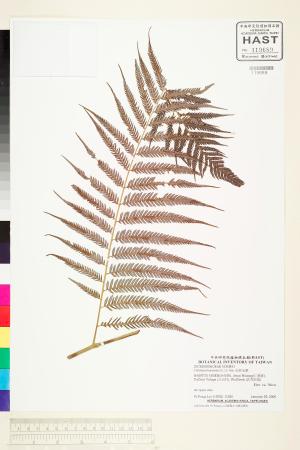 <a href="https://brmas.openmuseum.tw/muse/digi_object/8fda6a86cc15400c12bc02529d18fa3d" target="_blank">金狗毛蕨／中央研究院生物多樣性研究博物館植物標本館 (HAST)</a>