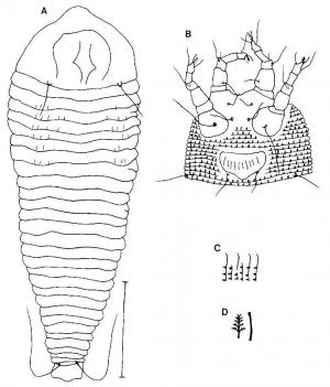 Abacarus inversus Huang, 2001