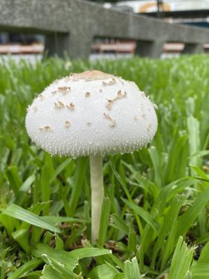 <a href="https://taieol.tw/muse/digi_object/1e73ea5acbf8be01d9aea0bcdcdd61df" target="_blank">大青褶傘／By：lvca193／iNaturalist</a>