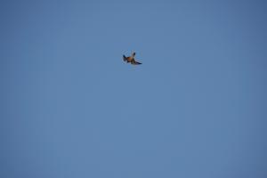 <a href="https://taieol.tw/muse/digi_object/abd745cca51e371cafa67f2a33dec1d6" target="_blank">遊隼／By：alexsu／iNaturalist</a>