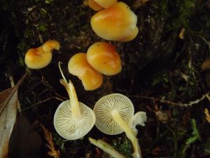 Flammulina velutipes(絨柄小火菇)