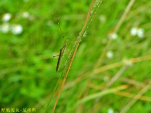 <a href="https://taieol.tw/muse/digi_object/b3390f7ec145119f587cb9c644df482a" target="_blank">禾蛛緣椿象／By：kinmatsu／iNaturalist</a>