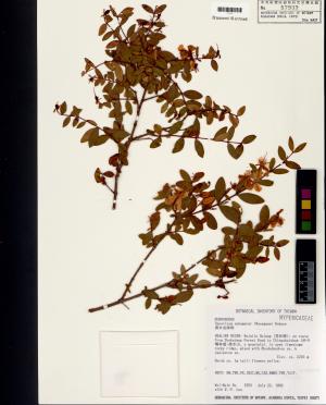 <a href="https://brmas.openmuseum.tw/muse/digi_object/904b90ee456e7c89031b72f4707331f6" target="_blank">清水金絲桃／中央研究院生物多樣性研究博物館植物標本館 (HAST)</a>
