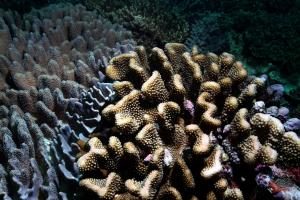 伍氏鹿角珊瑚