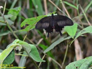 <a href="https://taieol.tw/muse/digi_object/bdc717c07a4890e821c3f2096d751489" target="_blank">Papilio helenus／By：kinmatsu／iNaturalist</a>