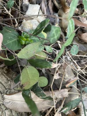 <a href="https://taieol.tw/muse/digi_object/10451b71dcaa46911062fb484e5422a2" target="_blank">薜荔／By：fishstop／iNaturalist</a>