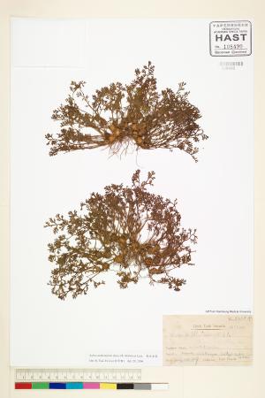 <a href="https://brmas.openmuseum.tw/muse/digi_object/9076a7f7e9f12031ea8e02120b7a84d5" target="_blank">假吐金菊／中央研究院生物多樣性研究博物館植物標本館 (HAST)</a>
