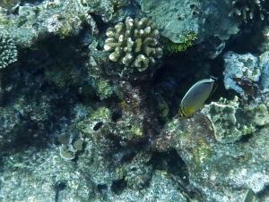 <a href="https://taieol.tw/muse/digi_object/02a4584fbf616eff8d4daa7fa71e1763" target="_blank">弓月蝴蝶魚／By：langzi／iNaturalist</a>