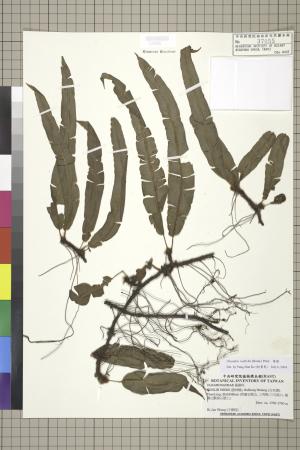 <a href="https://brmas.openmuseum.tw/muse/digi_object/9081e43dcdb4fad0c84a851df4bdd8bf" target="_blank">蓧蕨／中央研究院生物多樣性研究博物館植物標本館 (HAST)</a>