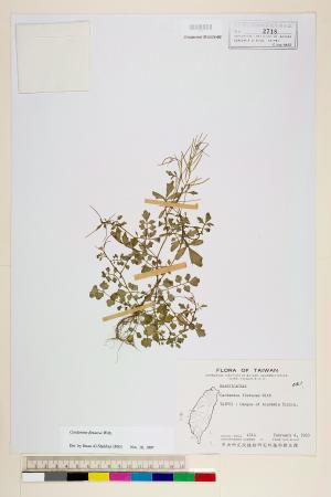 <a href="https://brmas.openmuseum.tw/muse/digi_object/9090e61bd34f3a555d67ef9ba05452e0" target="_blank">焊菜／中央研究院生物多樣性研究博物館植物標本館 (HAST)</a>