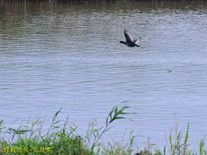 <a href="https://taieol.tw/muse/digi_object/8b84dd4a049c7a42ebff1eb016bcdb57" target="_blank">白冠雞／By：kinmatsu／iNaturalist</a>