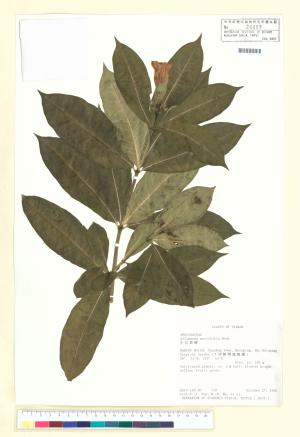 <a href="https://brmas.openmuseum.tw/muse/digi_object/90a212ba3f3009eac8ba2ef43df6b032" target="_blank">小花黃蟬／中央研究院生物多樣性研究博物館植物標本館 (HAST)</a>