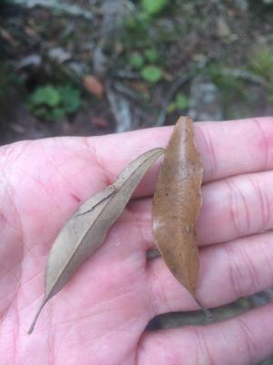 <a href="https://taieol.tw/muse/digi_object/be3365ab08cddcc971ba5ecd3729dcb8" target="_blank">灰背櫟／By：pchi45／iNaturalist</a>