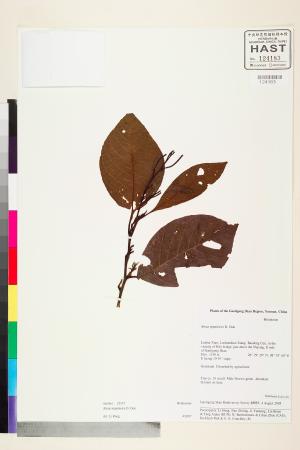 <a href="https://brmas.openmuseum.tw/muse/digi_object/90c972bcb3e9b0369d544c8f8d735987" target="_blank">尼泊爾赤楊／中央研究院生物多樣性研究博物館植物標本館 (HAST)</a>