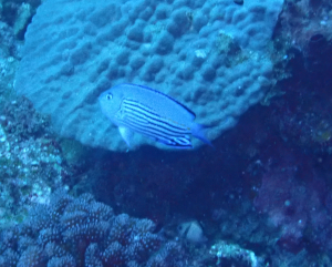 <a href="https://taieol.tw/muse/digi_object/fd12b004206f45fcf41b7c52400fc839" target="_blank">渡邊頰刺魚／By：pchi45／iNaturalist</a>