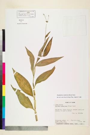 <a href="https://brmas.openmuseum.tw/muse/digi_object/90de38c8cd794cb3c64e55e81ee150f3" target="_blank">毛果竹葉菜(毛果網籽草)／中央研究院生物多樣性研究博物館植物標本館 (HAST)</a>