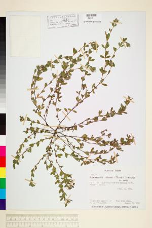 <a href="https://brmas.openmuseum.tw/muse/digi_object/90edd00991d7464d5c9d3c6464e8ee67" target="_blank">雞眼草／中央研究院生物多樣性研究博物館植物標本館 (HAST)</a>