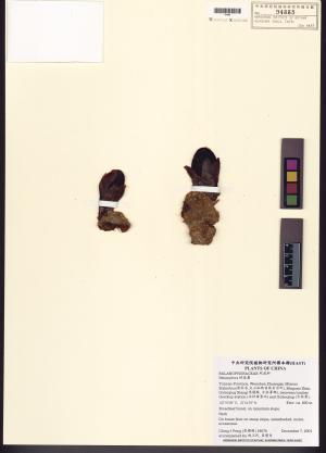 <a href="https://brmas.openmuseum.tw/muse/digi_object/90f4c53fd86002e372f0c3fe4583f740" target="_blank">蛇菰屬／中央研究院生物多樣性研究博物館植物標本館 (HAST)</a>