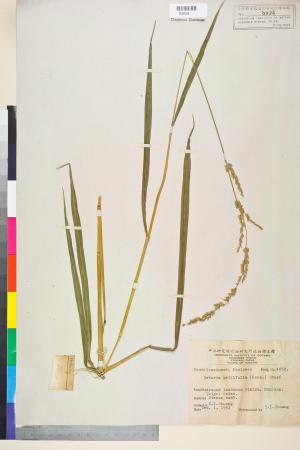 <a href="https://brmas.openmuseum.tw/muse/digi_object/90fe9f513ca869b4f31d21b39ac0d340" target="_blank">棕葉狗尾草／中央研究院生物多樣性研究博物館植物標本館 (HAST)</a>