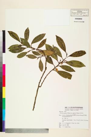 <a href="https://brmas.openmuseum.tw/muse/digi_object/91099195ac0b049caa932b64b7eae52e" target="_blank">紅淡比／中央研究院生物多樣性研究博物館植物標本館 (HAST)</a>