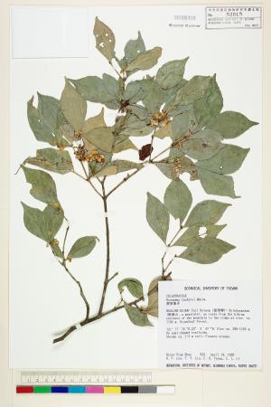 <a href="https://brmas.openmuseum.tw/muse/digi_object/9137fa97b758525f2b697ab9da042d8b" target="_blank">菱葉衛矛／中央研究院生物多樣性研究博物館植物標本館 (HAST)</a>