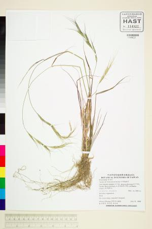 <a href="https://brmas.openmuseum.tw/muse/digi_object/9142923cba37f5ddc0896fc21aba6629" target="_blank">台灣鵝觀草／中央研究院生物多樣性研究博物館植物標本館 (HAST)</a>