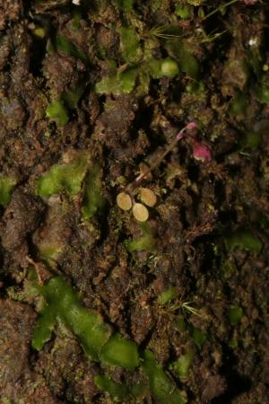 圓葉挖耳草-Lentibulariaceae狸藻科-狸藻屬-Utricularia striatula-20081027嘉義-阿里山-奮起湖-大凍山步道-雙子葉-IMG_1667