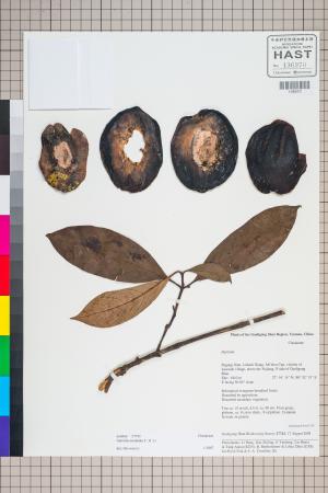 <a href="https://brmas.openmuseum.tw/muse/digi_object/9165e518b9e98ddffa78741a7681c7ee" target="_blank">福木屬／中央研究院生物多樣性研究博物館植物標本館 (HAST)</a>