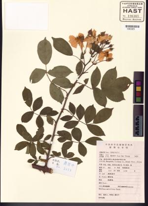 <a href="https://brmas.openmuseum.tw/muse/digi_object/9176cd6de86ee848084858e05aaaaa25" target="_blank">野薔薇／中央研究院生物多樣性研究博物館植物標本館 (HAST)</a>