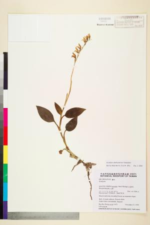 <a href="https://brmas.openmuseum.tw/muse/digi_object/917d286526f1b0814e9c1f1f76238559" target="_blank">大武斑葉蘭／中央研究院生物多樣性研究博物館植物標本館 (HAST)</a>