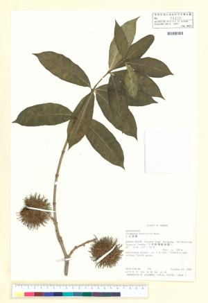 <a href="https://brmas.openmuseum.tw/muse/digi_object/9180ccfd565e7ce47c89701cfc5fd2a9" target="_blank">小花黃蟬／中央研究院生物多樣性研究博物館植物標本館 (HAST)</a>