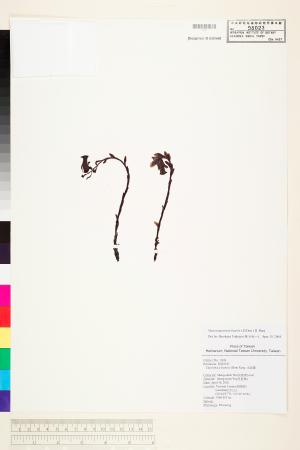 <a href="https://brmas.openmuseum.tw/muse/digi_object/91a862c40cec3f4f560a1f6d26bd22be" target="_blank">水晶蘭／中央研究院生物多樣性研究博物館植物標本館 (HAST)</a>