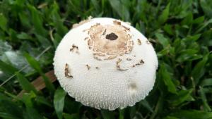 <a href="https://taieol.tw/muse/digi_object/083addf0be8f7fa9e13dba0d62c39c44" target="_blank">大青褶傘／By：naturalist51606／iNaturalist</a>