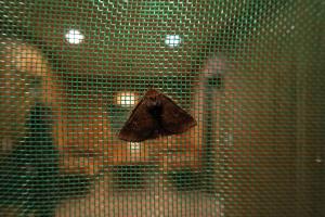 <a href="https://taieol.tw/muse/digi_object/9109f27f6b3a6e4fd32deddae2615da1" target="_blank">Hypersypnoides punctosa／By：allenlyu／iNaturalist</a>
