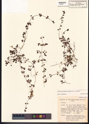 <a href="https://brmas.openmuseum.tw/muse/digi_object/91dc3803f0e593da1bf1c86aa864020a" target="_blank">紅果深柱夢草／中央研究院生物多樣性研究博物館植物標本館 (HAST)</a>
