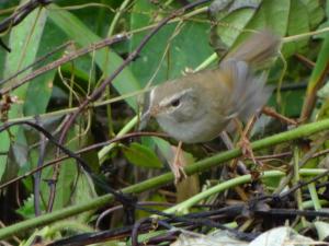 <a href="https://taieol.tw/muse/digi_object/6b648f11a7268f1d566348cc4266b5f5" target="_blank">小鶯／By：inlandbirder／iNaturalist</a>