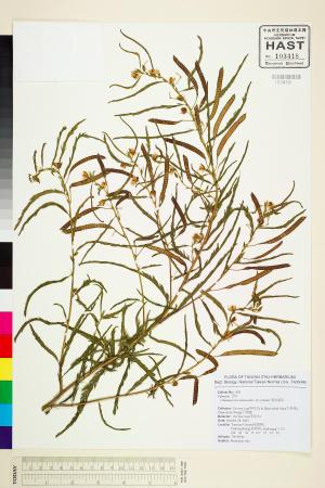 <a href="https://brmas.openmuseum.tw/muse/digi_object/91e9bee0750e1dc6e68fc25615e4d0c8" target="_blank">假含羞草／中央研究院生物多樣性研究博物館植物標本館 (HAST)</a>