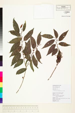 <a href="https://brmas.openmuseum.tw/muse/digi_object/91ed1bbd7b347dc2f46d31edc96ddab5" target="_blank">野山椒／中央研究院生物多樣性研究博物館植物標本館 (HAST)</a>