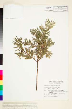 <a href="https://brmas.openmuseum.tw/muse/digi_object/91f54837210cb1bca21030f9e8a01d0c" target="_blank">台灣粗榧／中央研究院生物多樣性研究博物館植物標本館 (HAST)</a>