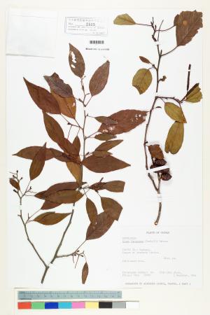 <a href="https://brmas.openmuseum.tw/muse/digi_object/920243a447533be5a327811e3ee758cf" target="_blank">台灣赤楊(台灣榿木)／中央研究院生物多樣性研究博物館植物標本館 (HAST)</a>