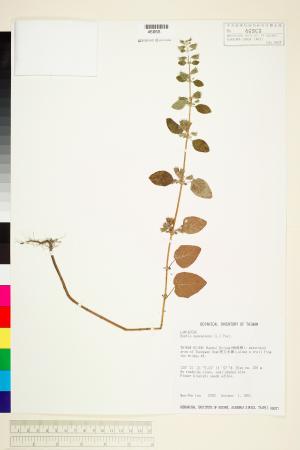 <a href="https://brmas.openmuseum.tw/muse/digi_object/921ab2ff72ab4668bf2d7cc2947c8639" target="_blank">香苦草(狗母蘇、假走馬風、山香)／中央研究院生物多樣性研究博物館植物標本館 (HAST)</a>