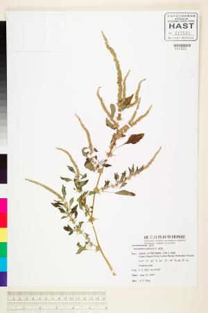 <a href="https://brmas.openmuseum.tw/muse/digi_object/9221e8e71ea9a69c970dbedd70a66d6a" target="_blank">刺莧／中央研究院生物多樣性研究博物館植物標本館 (HAST)</a>