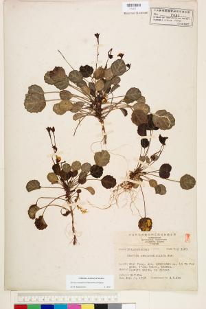 <a href="https://brmas.openmuseum.tw/muse/digi_object/9232ebe4b2e67583ea82c3c71c227e41" target="_blank">倒卵葉裂緣花／中央研究院生物多樣性研究博物館植物標本館 (HAST)</a>
