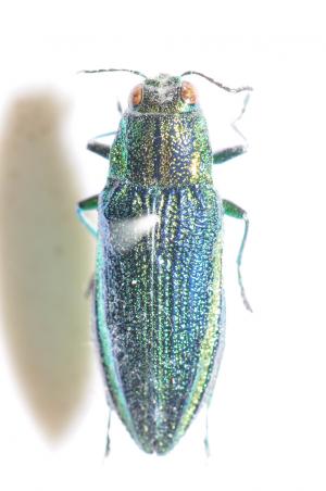 Chrysodema sp.@陽明山